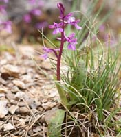 Orchis anatolica Thripti 300411 (135)