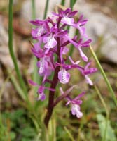 Orchis anatolica Thripti 300411 (165)