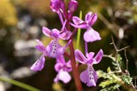 Orchis anatolica Thripti 300411 (93)