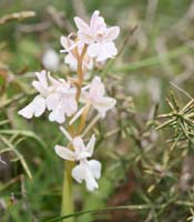 Orchis anatolica hypochrome Thripti 300411 (136)