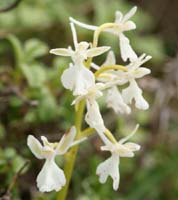 Orchis anatolica hypochrome Thripti 300411 (153)