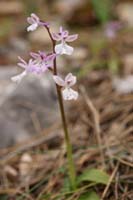 Orchis anatolica n Thripti 300411 (128)