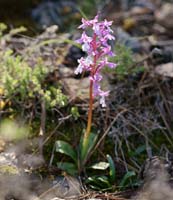 Orchis anatolica n Thripti 300411 (3)