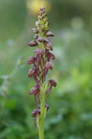 Orchis anthropophora n Thripti 300411 (35)