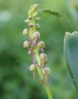 Orchis anthropophora n Thripti 300411 (37)