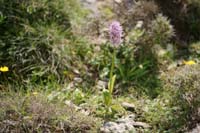 Orchis italica n Thripti 300411 (94)