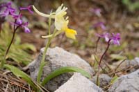 Orchis pauciflora & anatolica Thripti 300411 (131)