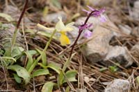 Orchis pauciflora & anatolica Thripti 300411 (134)