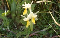 Orchis pauciflora n Thripti 300411 (33)