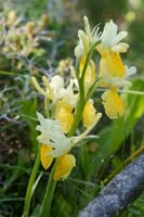 Orchis pauciflora n Thripti 300411 (38)