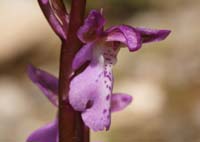 Orchis prisca Thripti 300411 (166)