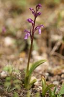 Orchis prisca Thripti 300411 (169)
