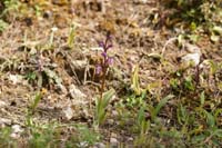 Orchis prisca Thripti 300411 (173)