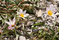 Tulipa cretica Thripti 300411 (137)