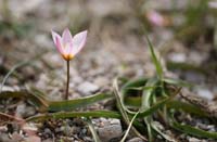 Tulipa cretica Thripti 300411 (138)