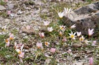 Tulipa cretica Thripti 300411 (139)