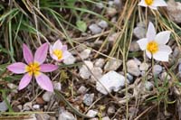 Tulipa cretica Thripti 300411 (143)