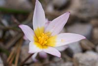 Tulipa cretica Thripti 300411 (144)