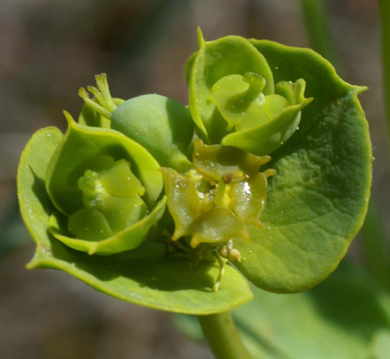 Euphorbia nicaensis Bagnols en Foret 280407 (70)