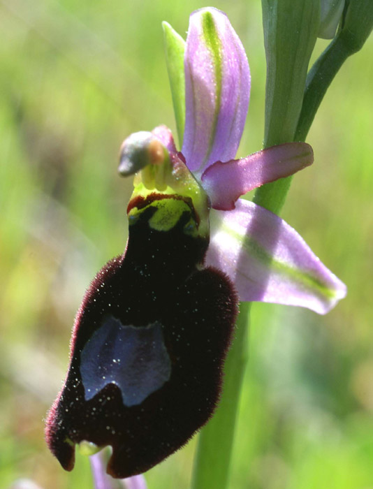 Ophrys aurelia Bagnols en Foret 280407 (13)