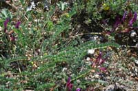 Astragalus monspessulanus Bagnols en Foret 280407 (77)