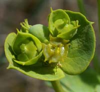 Euphorbia nicaensis Bagnols en Foret 280407 (70)