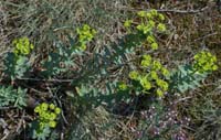 Euphorbia nicaensis Bagnols en Foret 280407 (71)