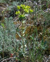 Euphorbia nicaensis Bagnols en Foret 280407 (72)