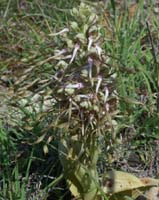 Himantoglossum hircinum Bagnols en Foret 280407 (52)