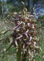 Himantoglossum hircinum Bagnols en Foret 280407 (53)