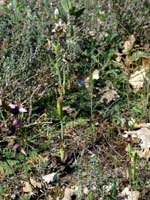 Ophrys aurelia & scolopax & splendida Bagnols en Foret 280407 (30)