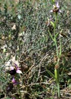 Ophrys aurelia & scolopax Bagnols en Foret 280407 (29)