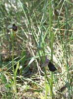 Ophrys aurelia & splendida Bagnols en Foret 280407 (40)