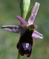 Ophrys aurelia Bagnols en Foret 280407 (1)