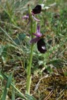 Ophrys aurelia Bagnols en Foret 280407 (11)