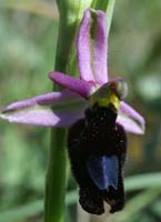 Ophrys aurelia Bagnols en Foret 280407 (12)