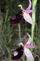 Ophrys aurelia Bagnols en Foret 280407 (17)