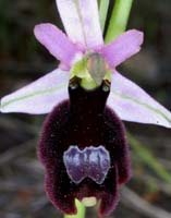 Ophrys aurelia Bagnols en Foret 280407 (19)