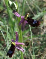 Ophrys aurelia Bagnols en Foret 280407 (2)