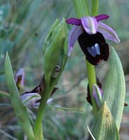 Ophrys aurelia Bagnols en Foret 280407 (20)