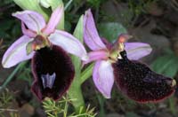 Ophrys aurelia Bagnols en Foret 280407 (21)