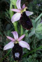 Ophrys aurelia Bagnols en Foret 280407 (22)