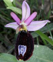 Ophrys aurelia Bagnols en Foret 280407 (23)