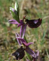 Ophrys aurelia Bagnols en Foret 280407 (25)