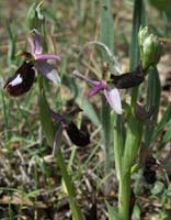 Ophrys aurelia Bagnols en Foret 280407 (26)