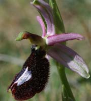 Ophrys aurelia Bagnols en Foret 280407 (28)
