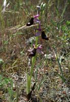 Ophrys aurelia Bagnols en Foret 280407 (29)