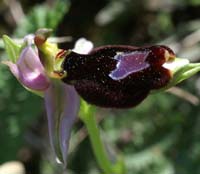 Ophrys aurelia Bagnols en Foret 280407 (3)