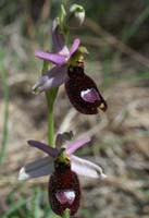 Ophrys aurelia Bagnols en Foret 280407 (32)
