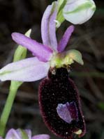 Ophrys aurelia Bagnols en Foret 280407 (33)